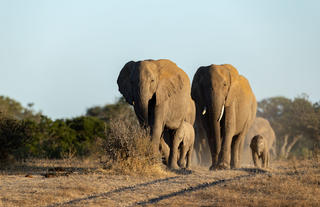 Elephant