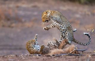 Leopards