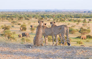 Cheetah