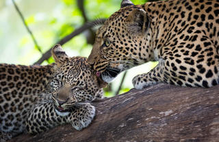 Leopard and cub