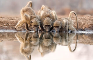 Baboon