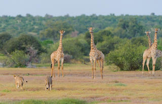 Giraffe and lion