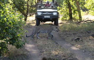 Game drive 