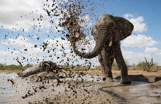 Elephant hide