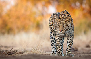 Leopard