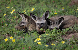 Bat eared fox