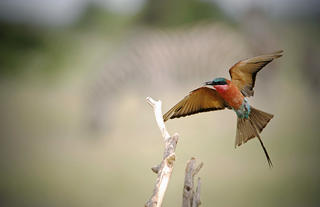 Bee-eater