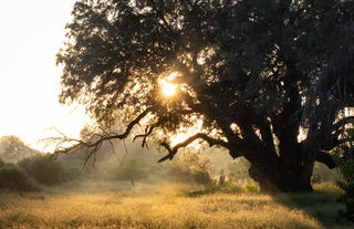 Mashatu tree