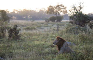 Little Sable Camp, Khwai Private Reserve, Okavango Delta 