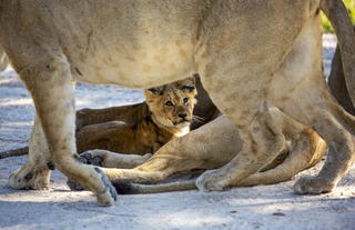 Little Sable Camp, Khwai Private Reserve, Okavango Delta 