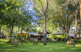 Lokuthula Lodge gardens