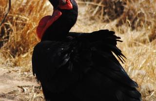 Mabula Game Lodge - Ground Hornbill with Snake