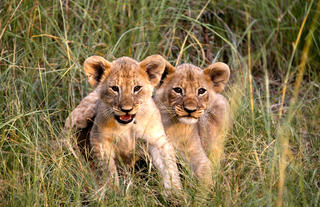 Mabula Game Lodge - Lion Cubs