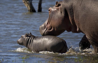 Mjejane River Lodge