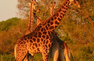 Hoyo Hoyo Safari Lodge - Giraffe