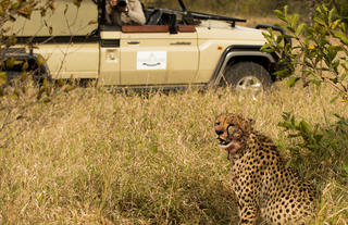 Hoyo Hoyo Safari Lodge - Safari Cheetah