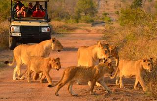 Hoyo Hoyo Safari Lodge - Talamati Lion Pride