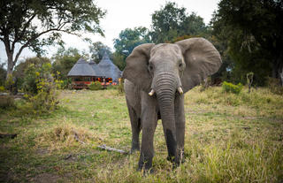 Hoyo Hoyo Safari Lodge - Wildlife - Elephant 2