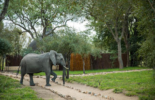 Hoyo Hoyo Safari Lodge - Wildlife - Elephant 3