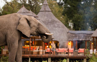 Hoyo Hoyo Safari Lodge - Wildlife - Elephant 4