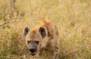 Hoyo Hoyo Safari Lodge - Wildlife Hyena