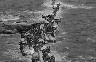 The Great Migration