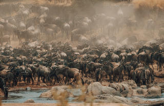 Pulse of the Savannah