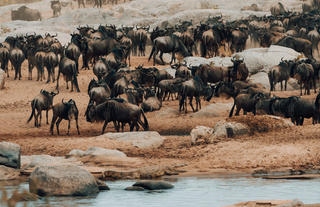 The Mighty Wildebeest
