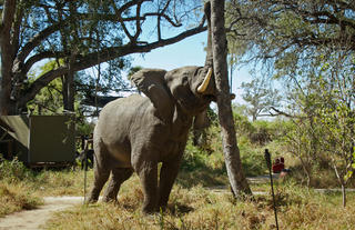 Elephant in Camp