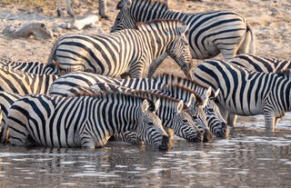 In-Lodge Game Viewing