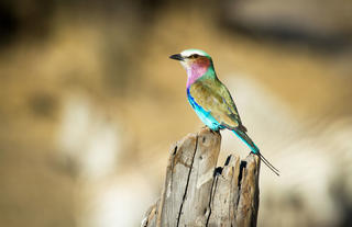 Birdwatching 