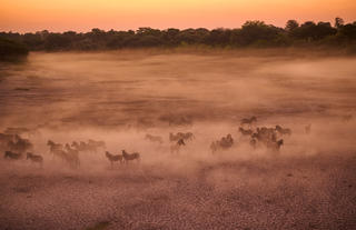 In-Lodge Game Viewing 