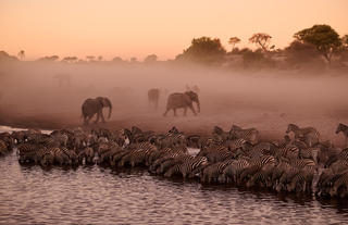 In-Lodge Game Viewing