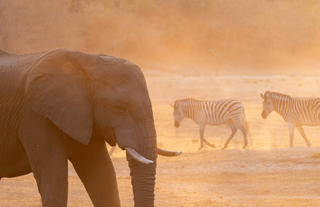 In-Lodge Game Viewing