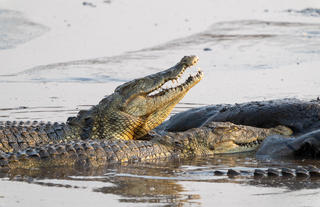 In-Lodge Game Viewing