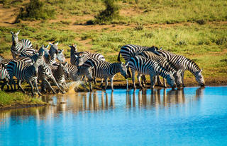 Zebras at a Waterhole