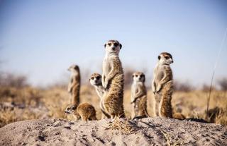 Camp Activities - Habituated Meerkats