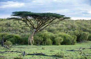 Acacia and Giraffe in Naboisho