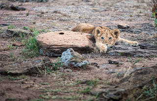 Young Lion near Mara Nyika