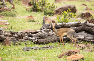 Safari Drive in Naboisho Conservancy