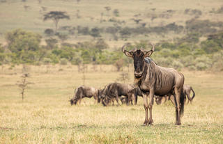 Wildebeest in Naiboisho