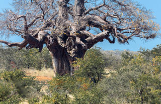 Baobab Tree