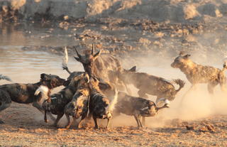 Jamala Madikwe Wild Dogs