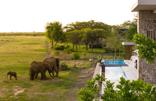 Watching elephants