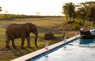 Pool safari
