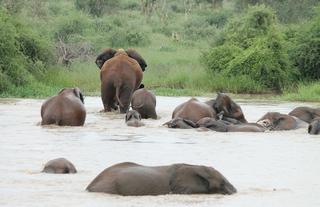 Bathing elephants 
