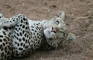 Lazy leopard 
