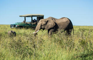 Elephant in the Olare Motorogi Conservancy