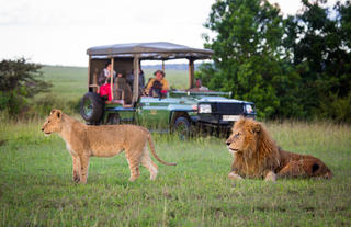 Lions near Mara Plains