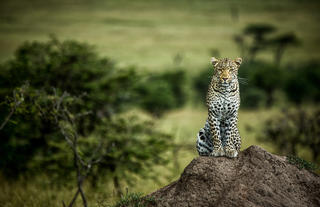 Leopard in the Olare Motorogi Conservancy